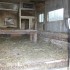 Inside the Chicken House